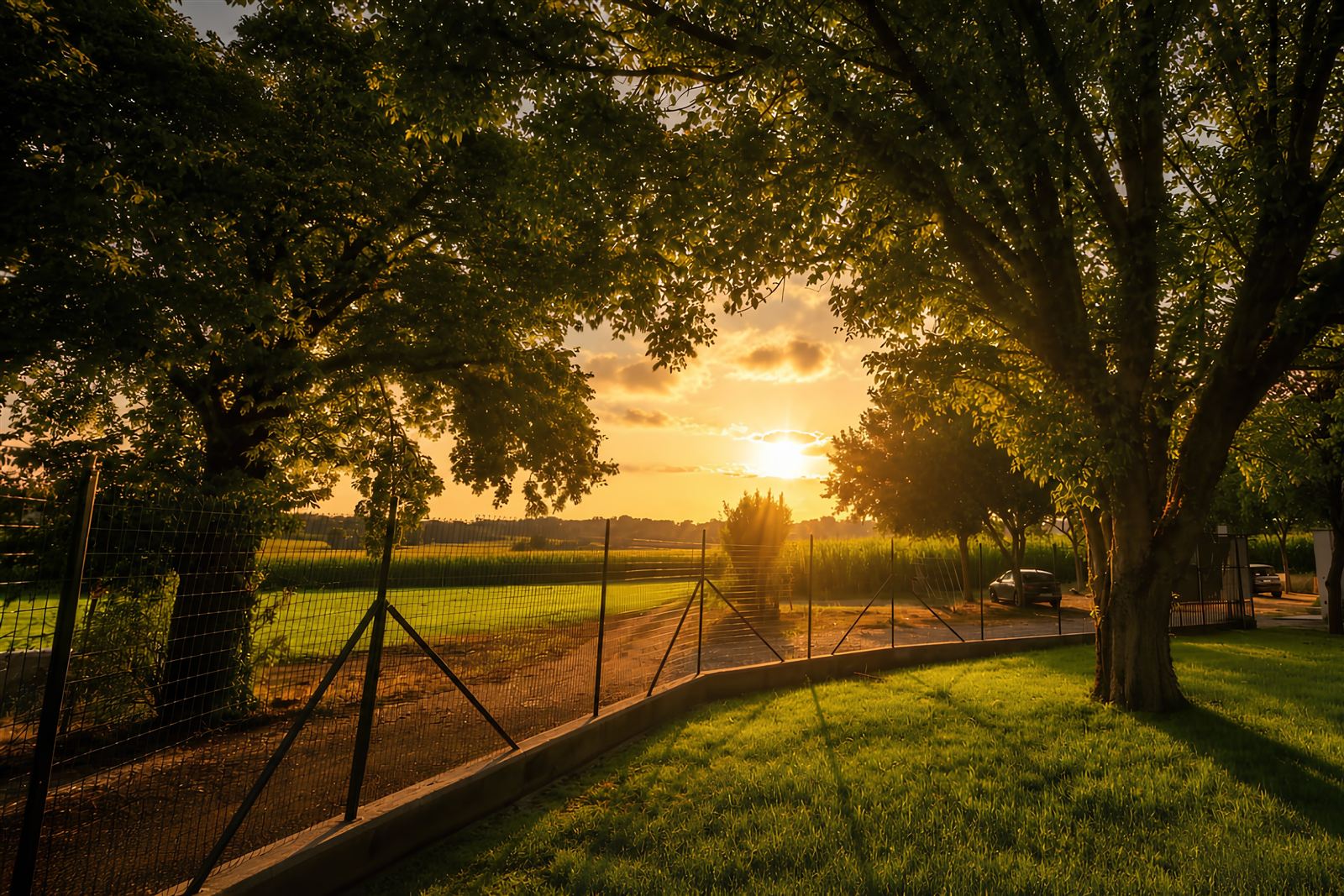 Weinberg bei Sonnenuntergang